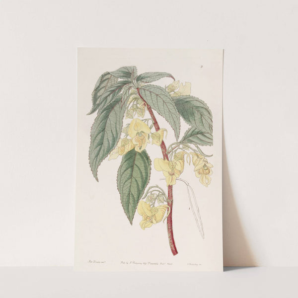 Three-horned Balsam by Sydenham Edwards