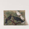 Three huia (Heteralocha acutirostris), Huia, Heteralocha acutirostris (circa 1900) by John Gerrard Keulemans