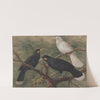 Three huia (Heteralocha acutirostris) by John Gerrard Keulemans