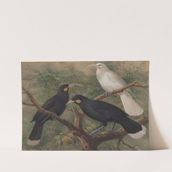 Three huia (Heteralocha acutirostris) by John Gerrard Keulemans