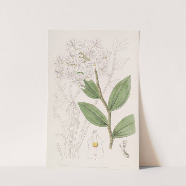 Three-knobbed Dendrobe by Sydenham Edwards