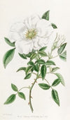 Three-leaved China Rose
