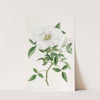 Three-leaved China Rose by Sydenham Edwards