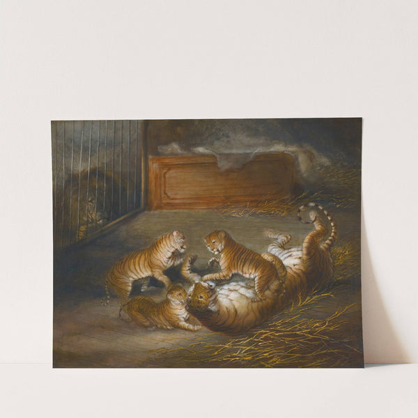 Three 'liger' Cubs Bred Between A Lion And A Tigress At The Royal Menagerie by Richard Barrett Davis