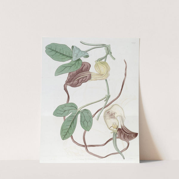 Three-lobed Birthwort by Sydenham Edwards