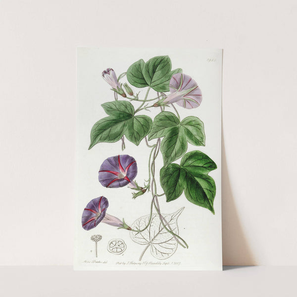 Three-lobed Convolvulus Major (1815-1819) by Sydenham Edwards