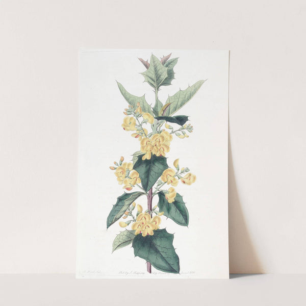 Three-lobed Podolobium (1815-1819) by Sydenham Edwards