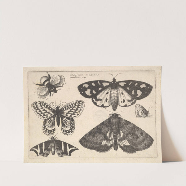 Three moths, two butterflies and a bumble bee (1646) by Wenceslaus Hollar