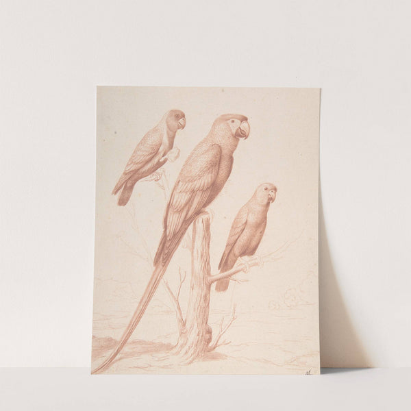 Three Parrots by Nicolas Robert