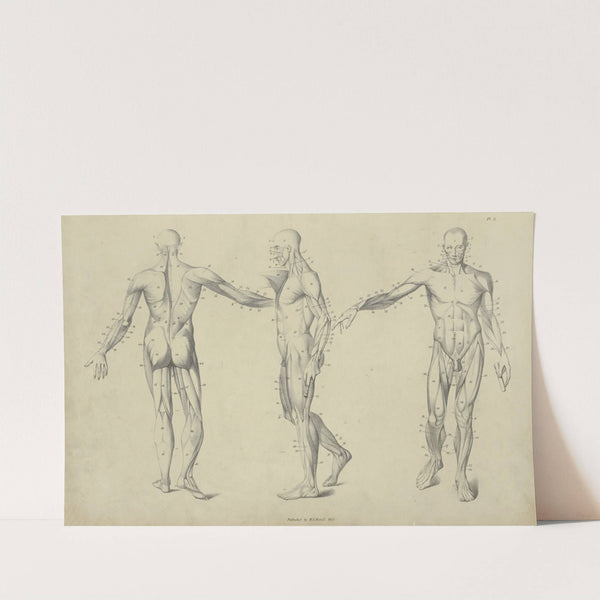 Three poses of musculature by M.A. Nattali