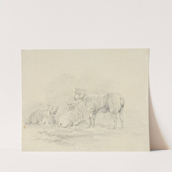 Three Sheep. by Sawrey Gilpin