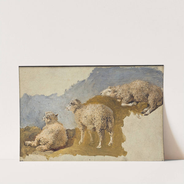 Three Sheep. Study by Kilian Zoll