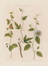 Three Species of Passion-flowers. The Dotted, The Cork, The Serrated (1799–1810)