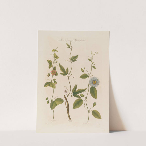 Three Species of Passion-flowers. The Dotted, The Cork, The Serrated (1799–1810) by Robert John Thornton