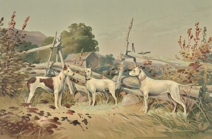 Three standing white dogs with cropped ears, one with liver spots (1880)