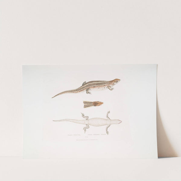 Three Streaked Tiliqua, Tiliqua trivittata. by John Edward Gray