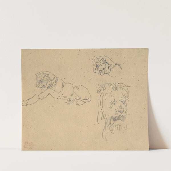 Three Studies of a Lion (1815–63) by Eugène Delacroix