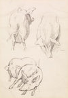 Three Studies of Pigs