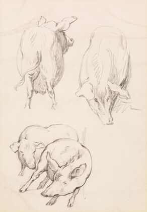 Three Studies of Pigs