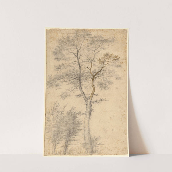 Three Studies of Trees by Fra Bartolomeo