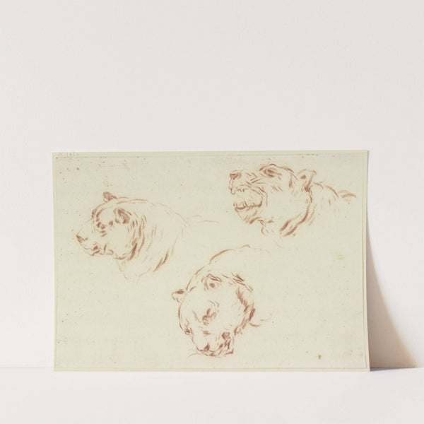 Three tiger heads by Johann Melchior Roos