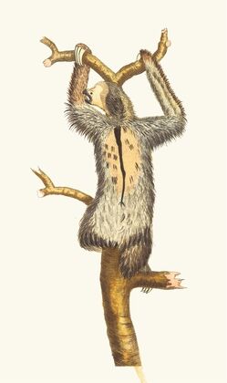 THREE-TOED SLOTH (1789-1813)