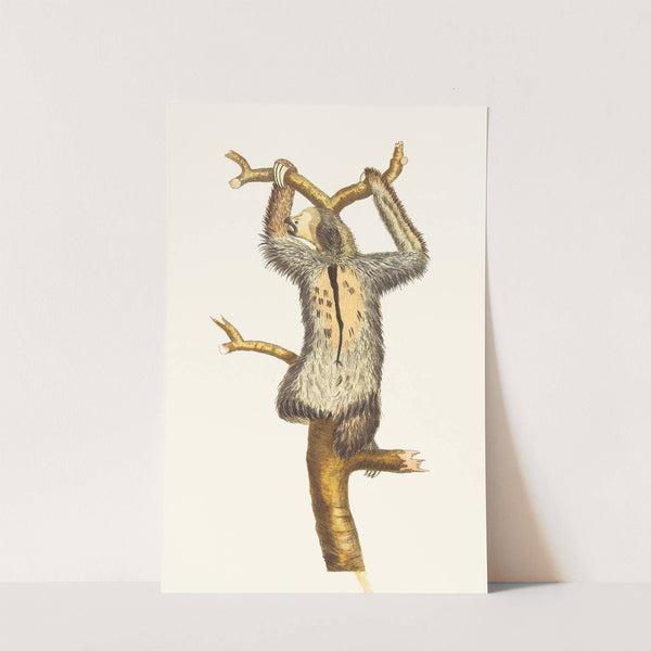 THREE-TOED SLOTH (1789-1813) by George Shaw