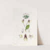 Three-toothed Lepanthes (1815-1819) by Sydenham Edwards