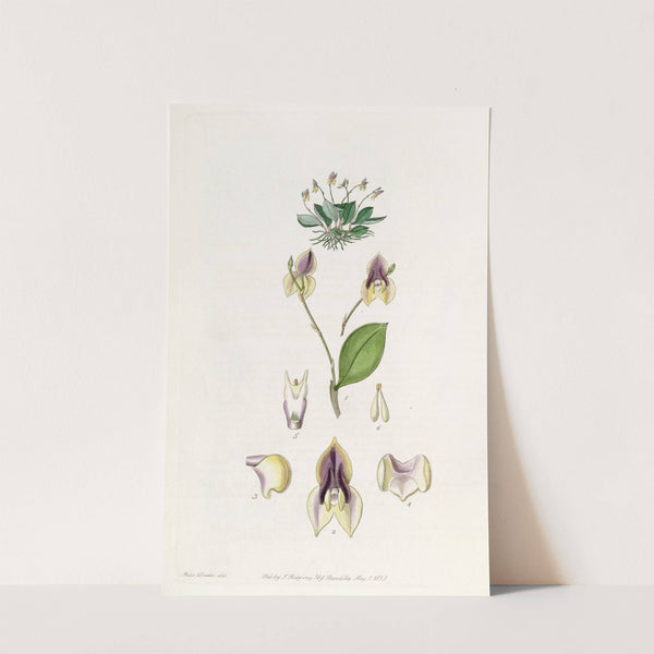 Three-toothed Lepanthes (1815-1819) by Sydenham Edwards