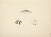 Three Unidentified Fish