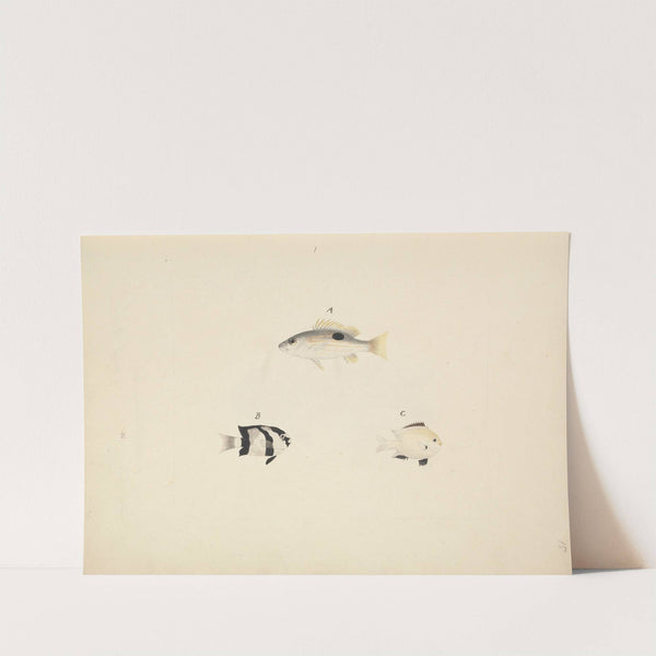 Three Unidentified Fish by Luigi Balugani