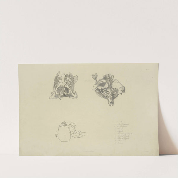 Three views of bones of upper torso by M.A. Nattali