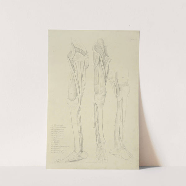 Three views of musculature of the leg by M.A. Nattali