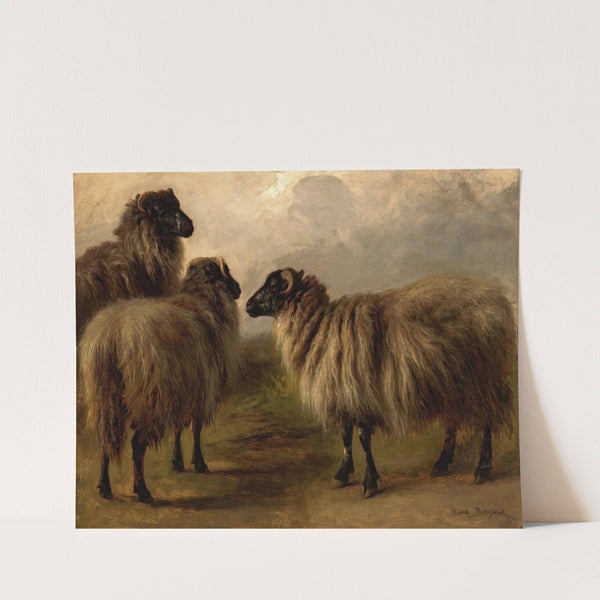 Three Wooly Sheep by Rosa Bonheur
