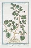 Thrianthema Portulacastrum – Portulacastra. (Desert Horsepurslane)