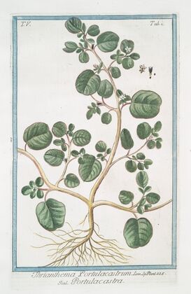 Thrianthema Portulacastrum – Portulacastra. (Desert Horsepurslane)