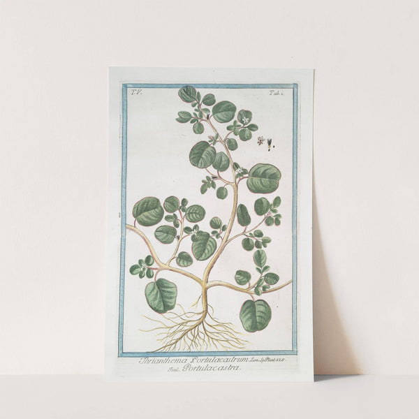 Thrianthema Portulacastrum - Portulacastra. (Desert Horsepurslane) by Giorgio Bonelli