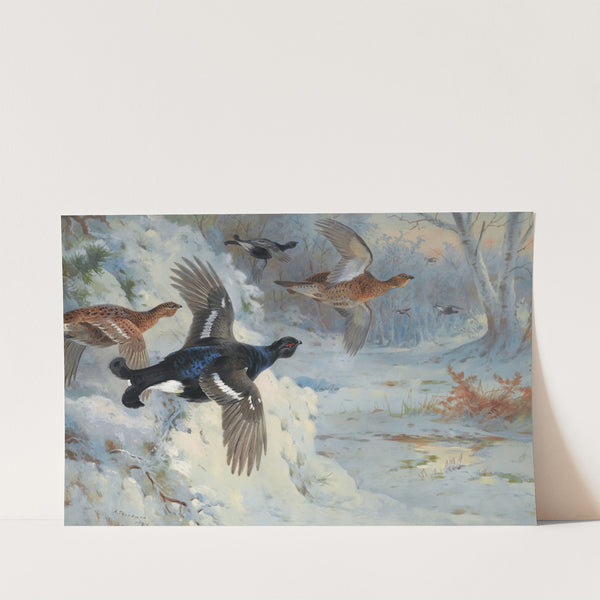 Through The Snowy Coverts-Blackgame (1926) by Archibald Thorburn