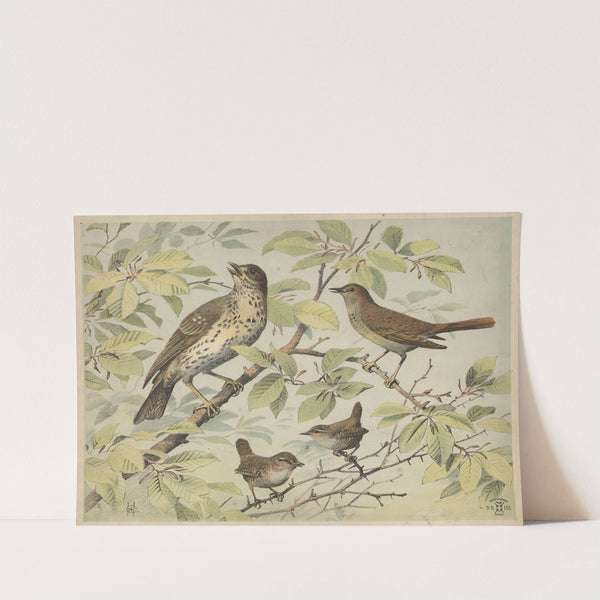 Thrush, nightingale and wren (1892) by Oluf August Hermansen