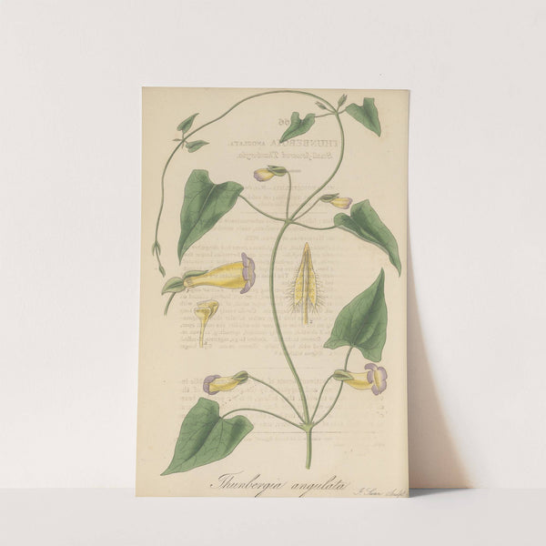 Thunbergia angulata (1823) by William Jackson Hooker