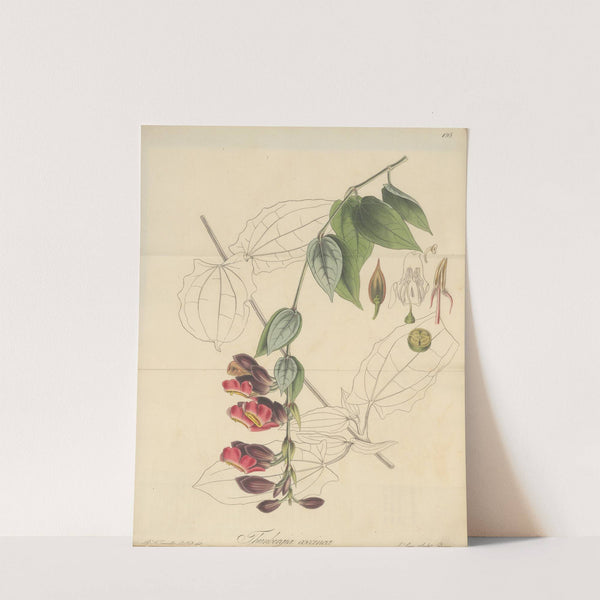 Thunbergia coccinea (1823) by William Jackson Hooker