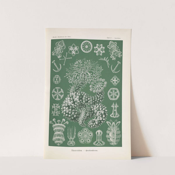 Thuroidea. - Gurkensterne by Ernst Haeckel