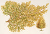 Thuya orientalis (Biota), var. Verschaffeltii