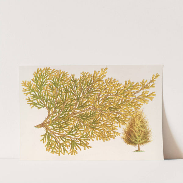 Thuya orientalis (Biota), var. Verschaffeltii by Charles Antoine Lemaire