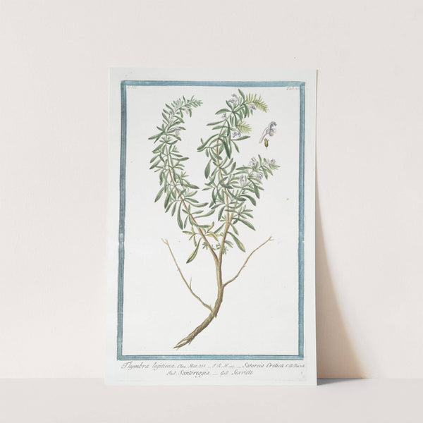 Thymbra legitima - Satureia Cretica - Santoreggia - Sarriete. (Summer Savory) by Giorgio Bonelli