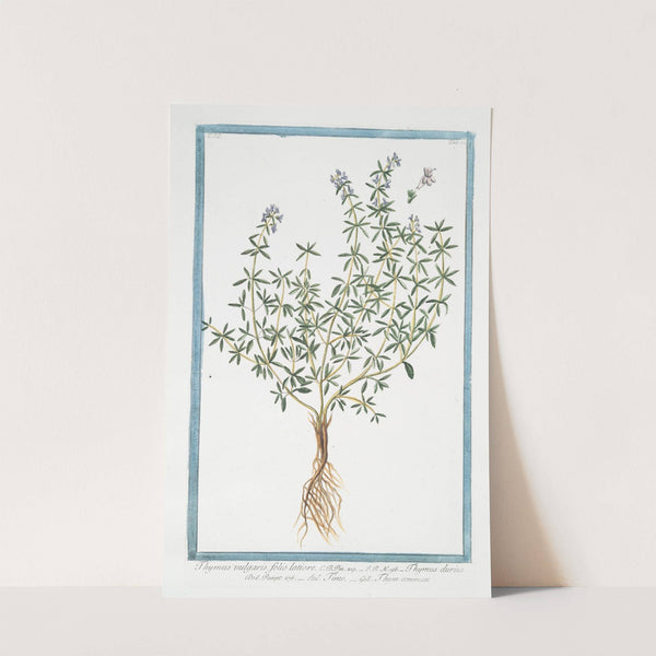 Thymus vulgaris, folio latiore - Thymus durius - Timo - Thym commun. (Garden Thyme, Common Thyme) by Giorgio Bonelli