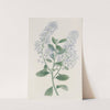 Thyrse-bearing Ceanothus (1815-1819) by Sydenham Edwards