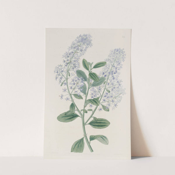 Thyrse-bearing Ceanothus (1815-1819) by Sydenham Edwards