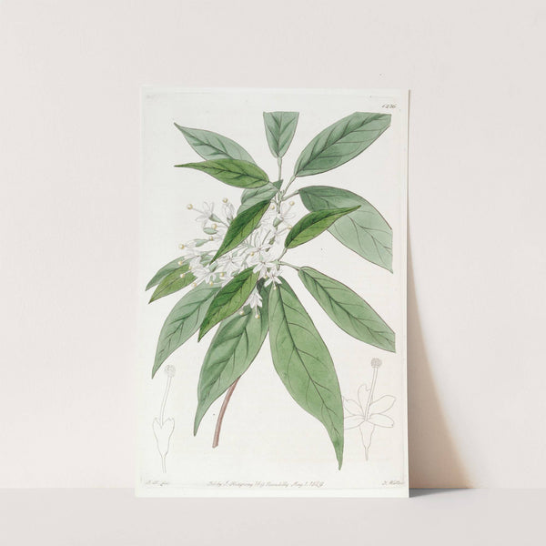 Thyrse-flowered Reevesia (1815-1819) by Sydenham Edwards