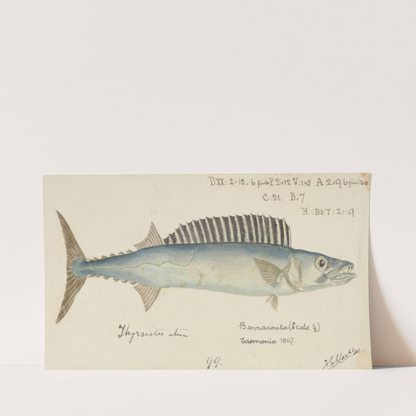 Thyrsites atun (Tas) : Barracouta (1867) by Frank Edward Clarke